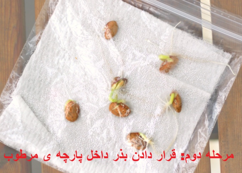 آموزش تصویری کاشت لوبیا