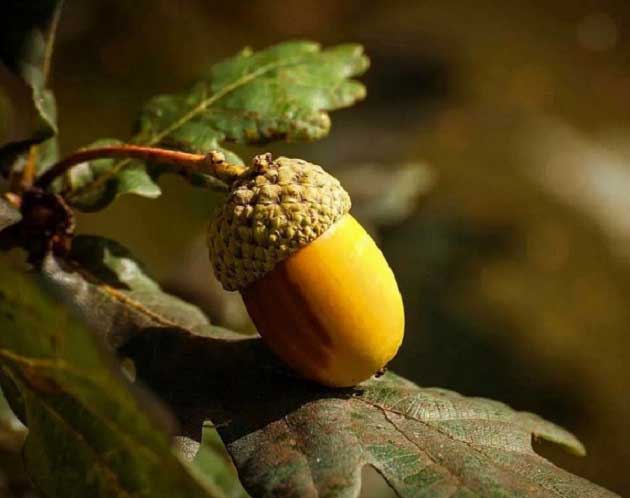 خواص بلوط برای درمان زخم معده