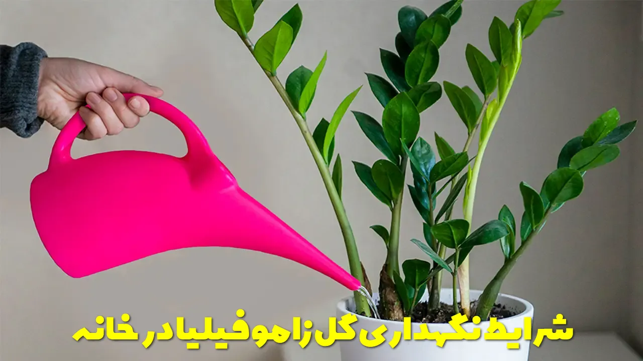 شرایط نگهداری گل زاموفیلیا در خانه