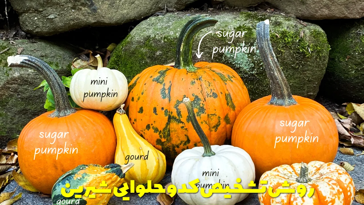 روش تشخیص کدو حلوایی شیرین