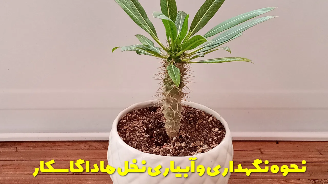 نحوه نگهداری و آبیاری نخل ماداگاسکار