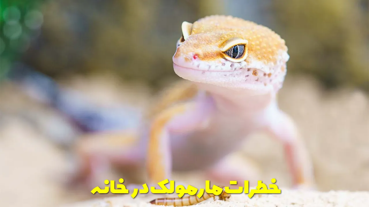 خطرات مارمولک در خانه
