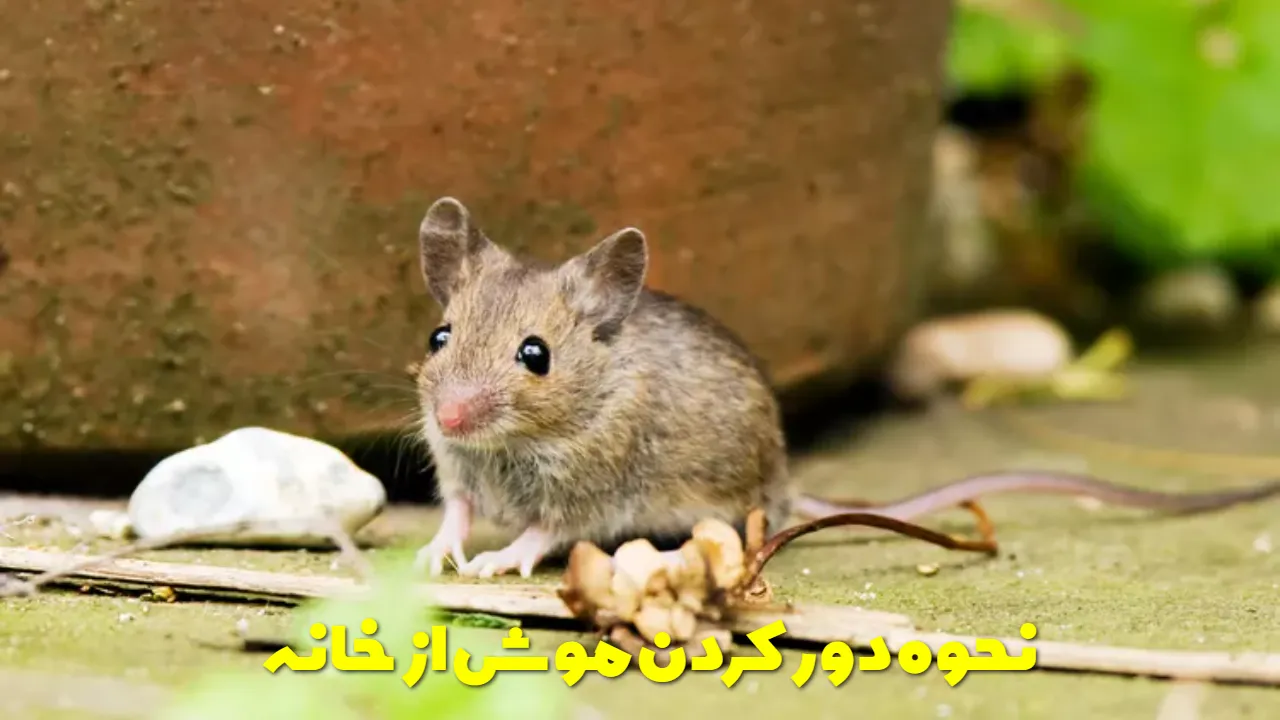 نحوه دور کردن موش از خانه