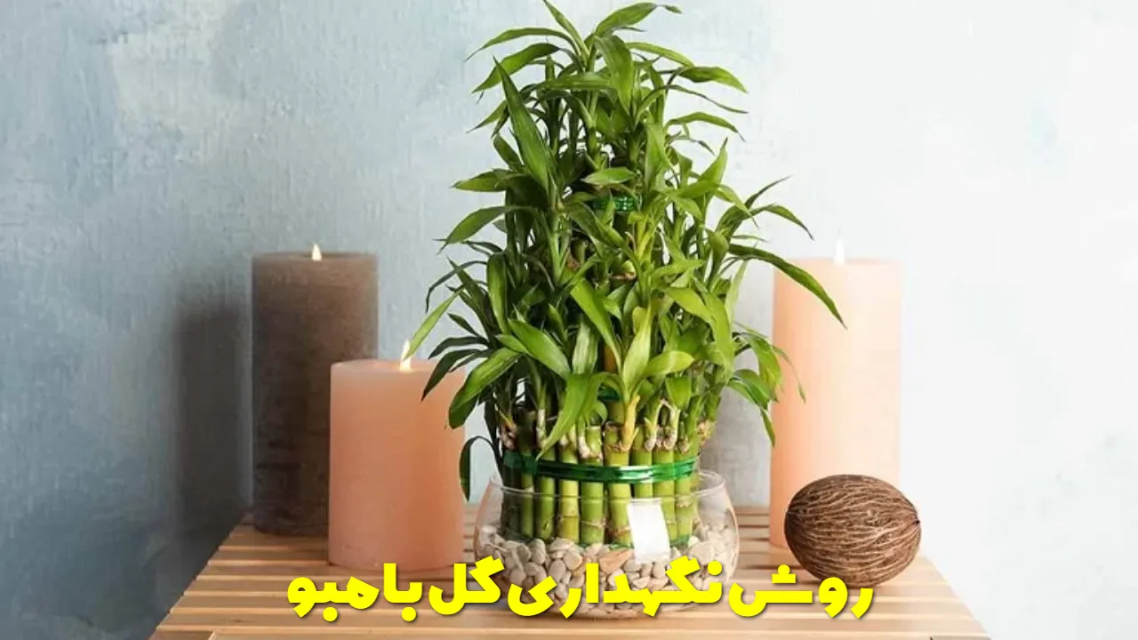 روش نگهداری گل بامبو
