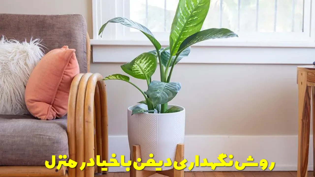 روش نگهداری دیفن باخیا و راه های رشد سریع