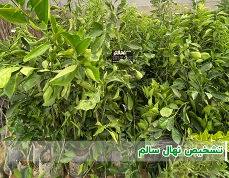  آموزش تشخیص نهال سالم 