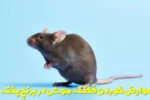عوارض خوردن فضله موش در برنج پخته