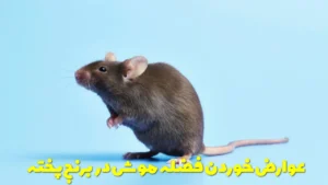 عوارض خوردن فضله موش در برنج پخته