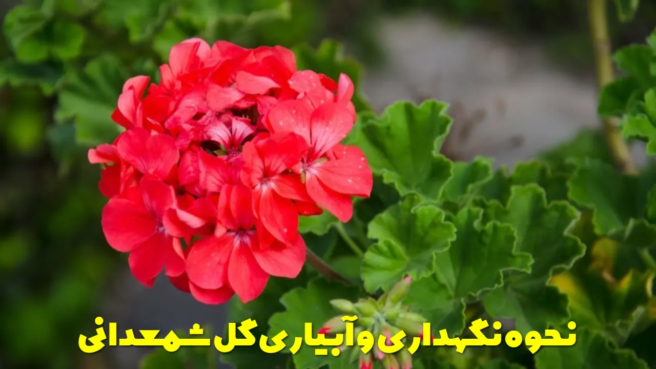 نحوه نگهداری و آبیاری گل شمعدانی