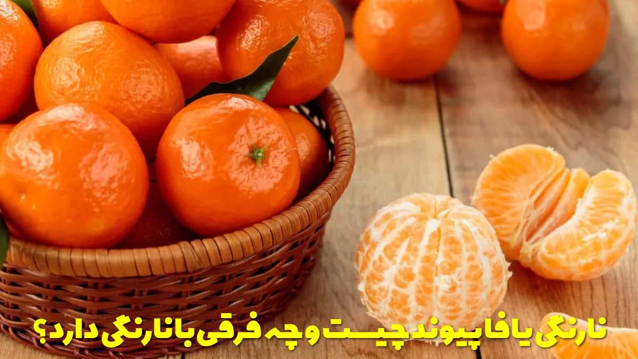 نارنگی یافا پیوند چیست و چه فرقی با نارنگی دارد؟