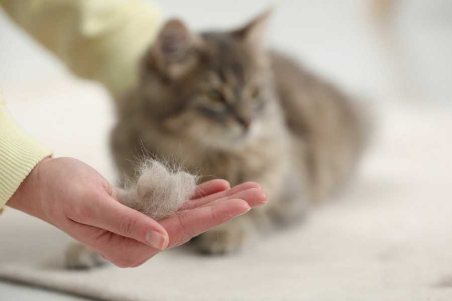 جلوگیری از ریزش مو گربه