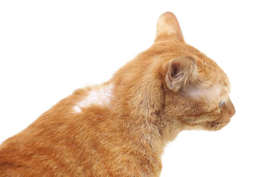 جلوگیری از ریزش مو گربه