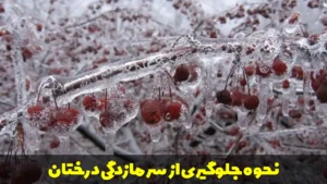 نحوه جلوگیری از سرمازدگی درختان