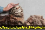 روش های خانگی جلوگیری از ریزش مو گربه