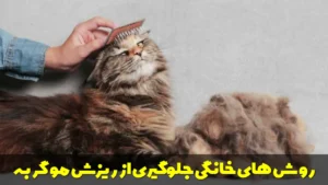 روش های خانگی جلوگیری از ریزش مو گربه
