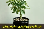 طرز نگهداری و آبیاری شفلرا در منزل