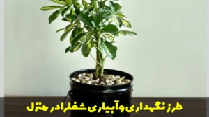طرز نگهداری و آبیاری شفلرا در منزل