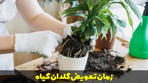 زمان تعویض گلدان گیاه