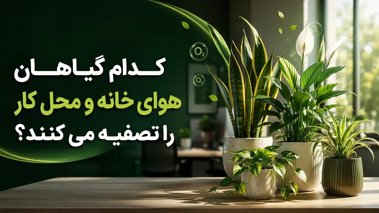 کدام گیاهان هوای خانه و محل کار را تصفیه می کنند؟