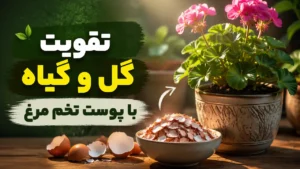 تقویت گل و گیاه با پوست تخم مرغ