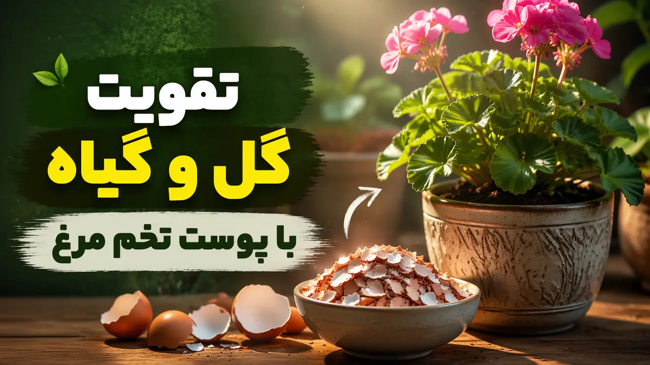تقویت گل و گیاه با پوست تخم مرغ