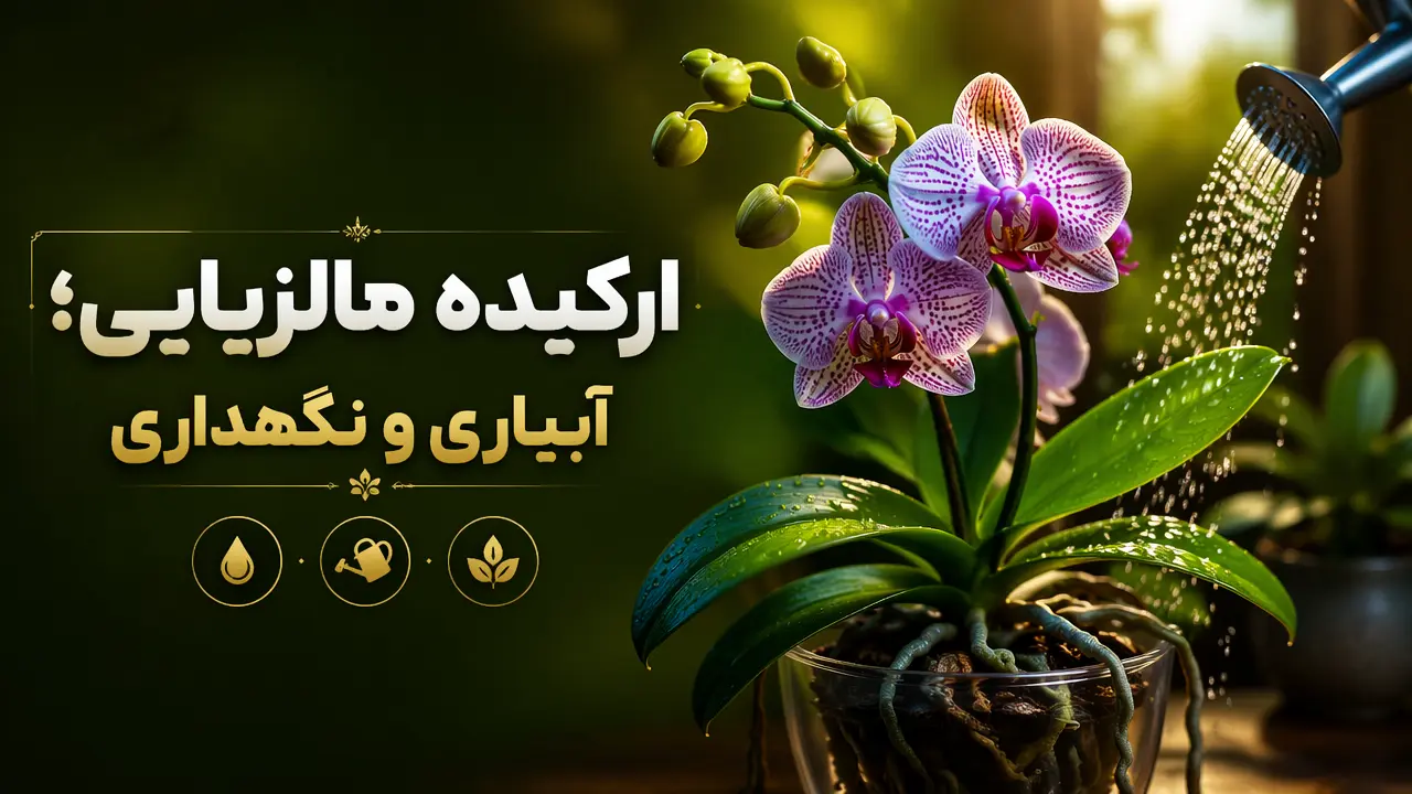 ارکیده مالزیایی؛ آبیاری و نگهداری