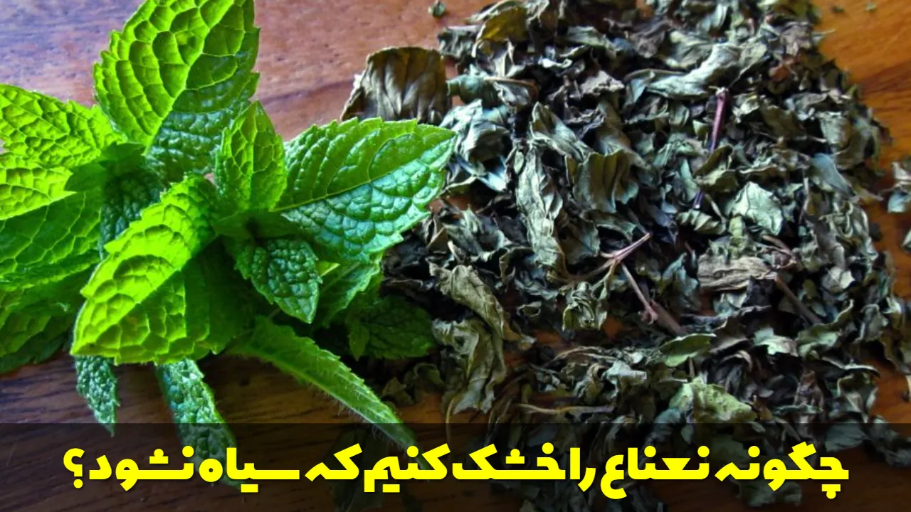 چگونه نعناع را خشک کنیم که سیاه نشود؟