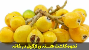 کاشت هسته ی ازگیل در خانه