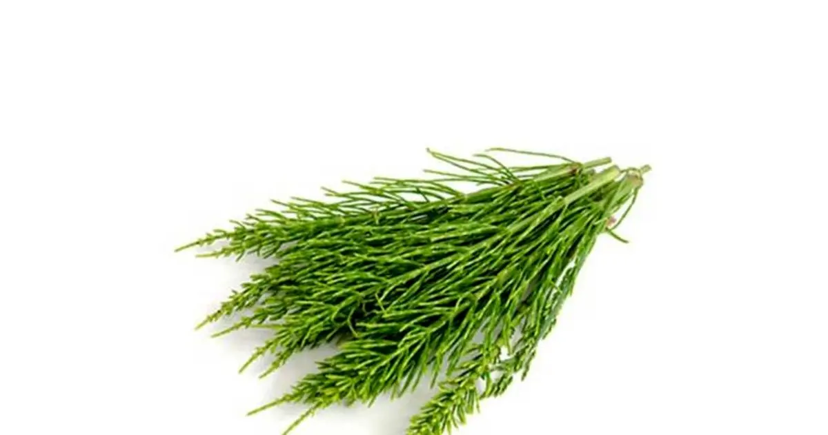 خواص درمانی گیاه دم اسب