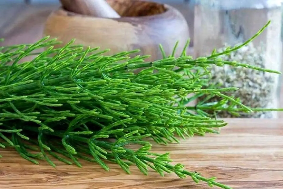 مضرات گیاه دم اسب