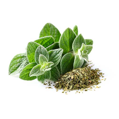 خواص ارگانو برای لاغری