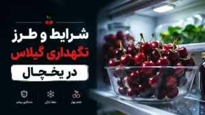 شرایط و طرز نگهداری گیلاس در یخچال
