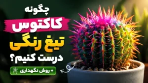 چگونه کاکتوس تیغ رنگی درست کنیم؟ + روش نگهداری
