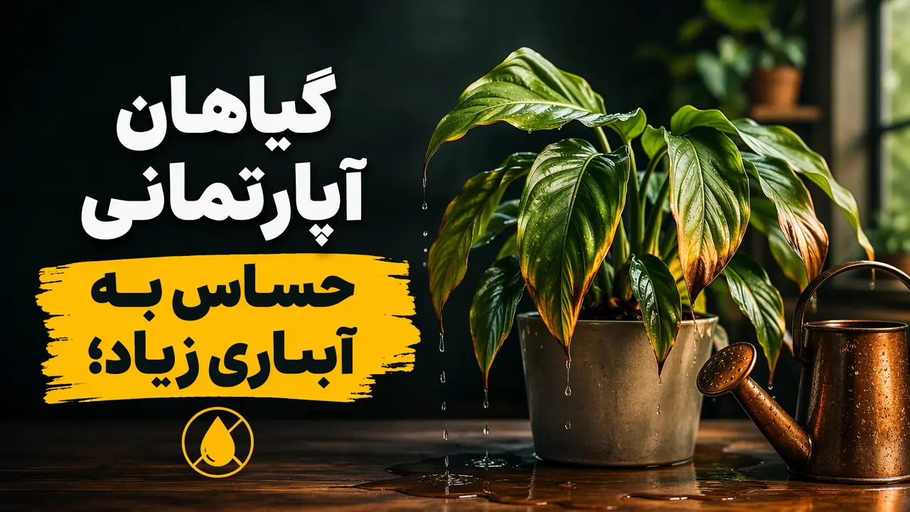 گیاهان آپارتمانی حساس به آبیاری زیاد؛