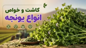 کاشت و خواص انواع یونجه
