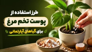 طرز استفاده از پوست تخم مرغ برای گیاهان آپارتمانی