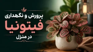 پرورش و نگهداری فیتونیا در منزل