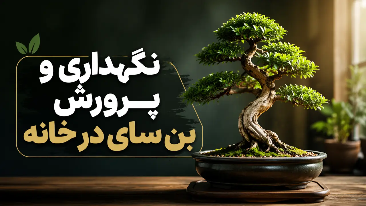 نگهداری و پرورش بن سای در خانه