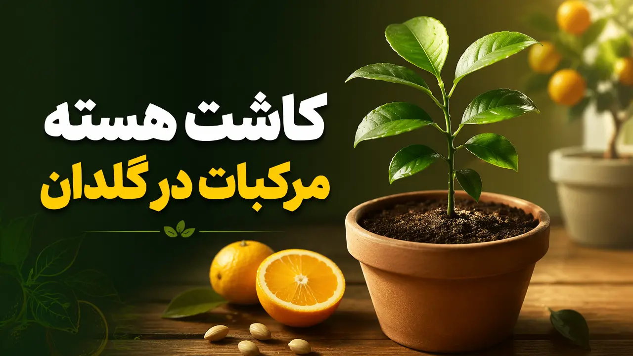 کاشت هسته مرکبات در گلدان