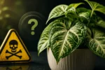 آیا گیاه سینگونیم سمی است؟