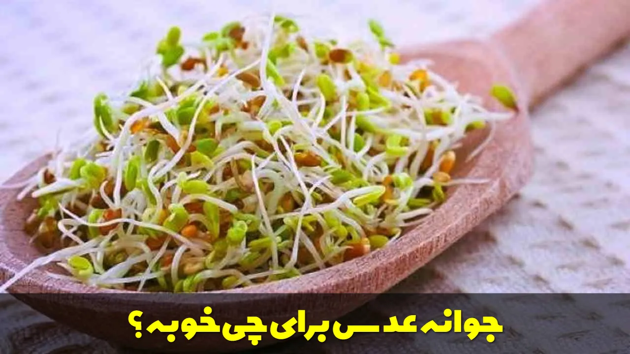 جوانه عدس برای چی خوبه؟