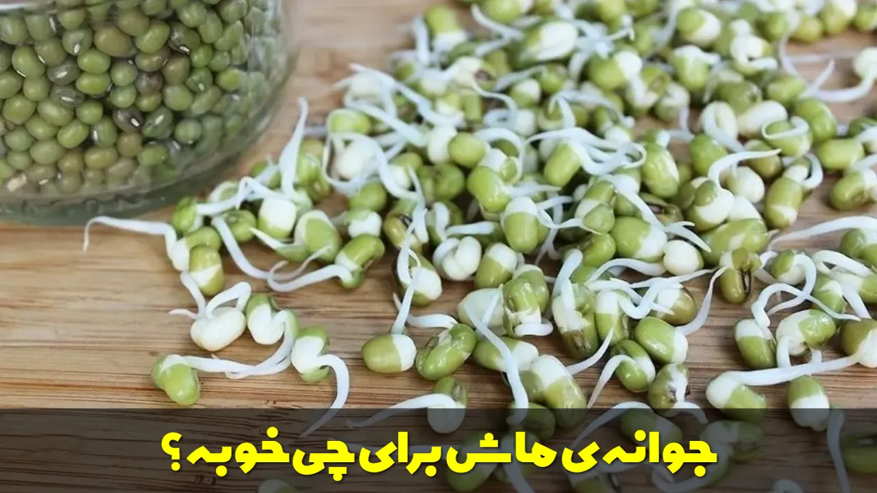 جوانه ی ماش برای چی خوبه؟