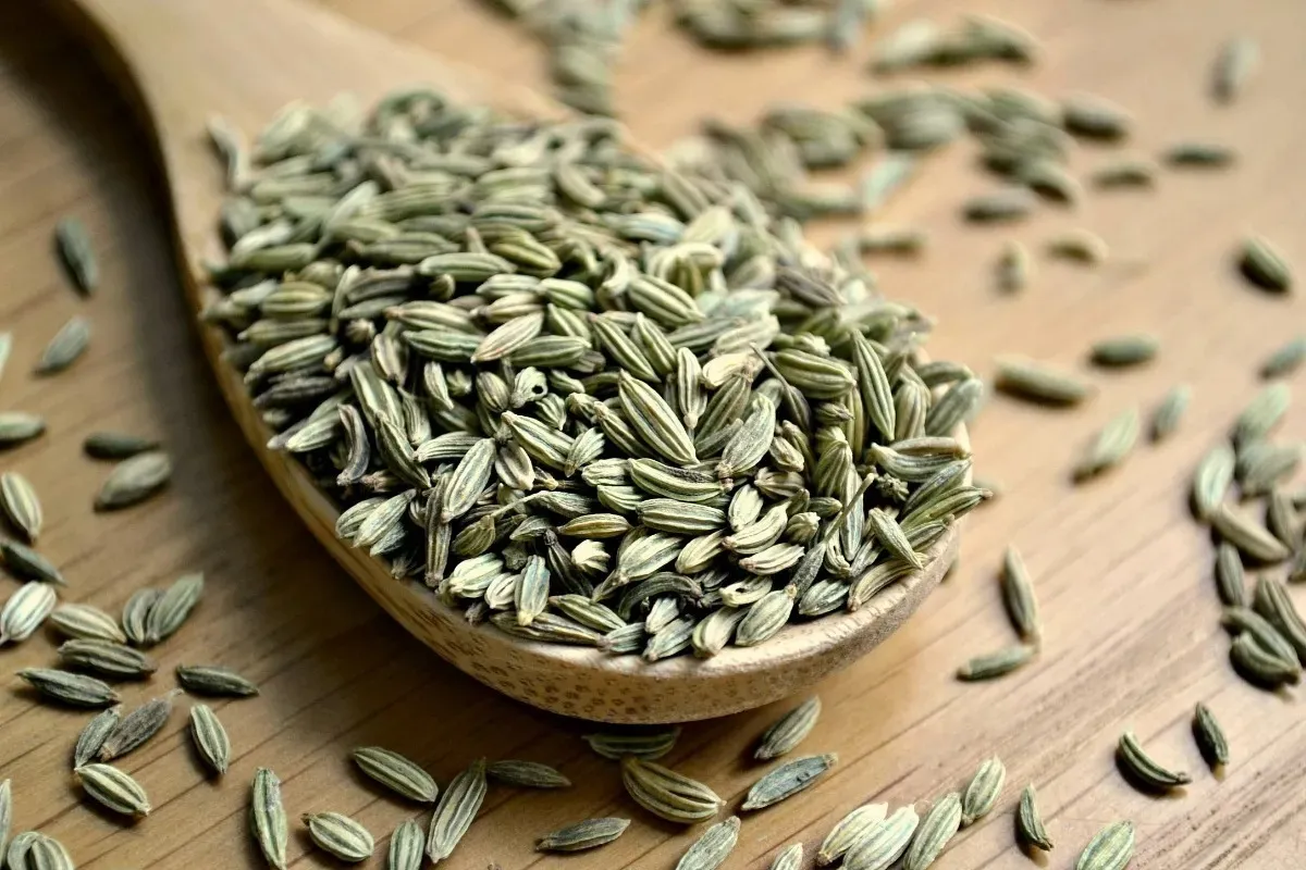 مراحل کاشت رازیانه