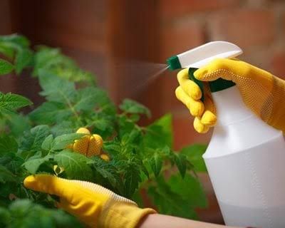 سیر برای انواع حشرات و آفات خاک زی