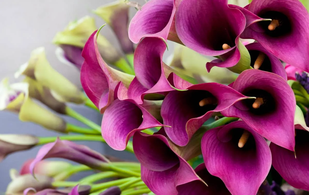 نحوه کود دهی به گل شیپوری