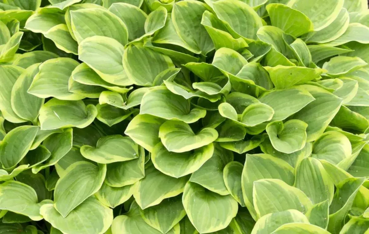 نحوه مراقبت از گل همیشه بهار هوستا