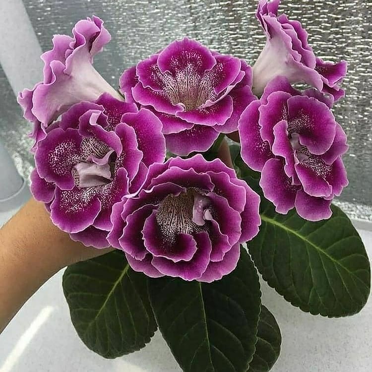 تعویض گلدان گل گلوکسینیا