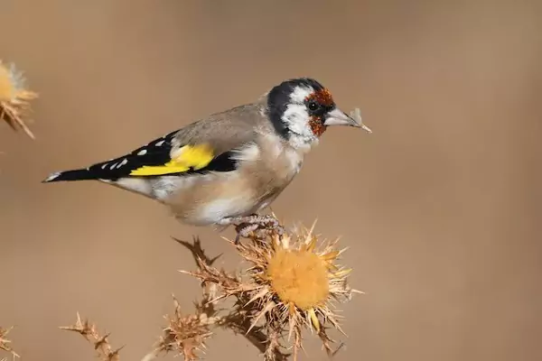 آموزش نگهداری از سهره در خانه