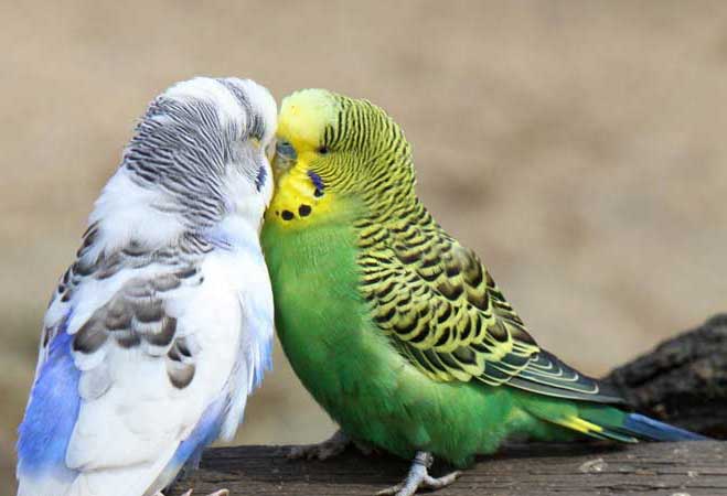 چگونه مرغ عشق را سریع جفت کنیم؟