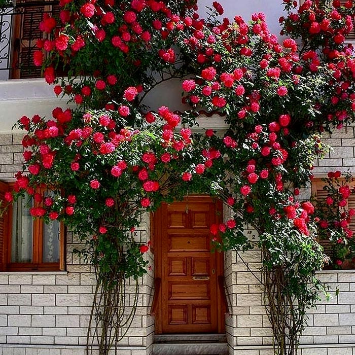 آشنایی با گیاه رز رونده و روش های نگهداری از آن